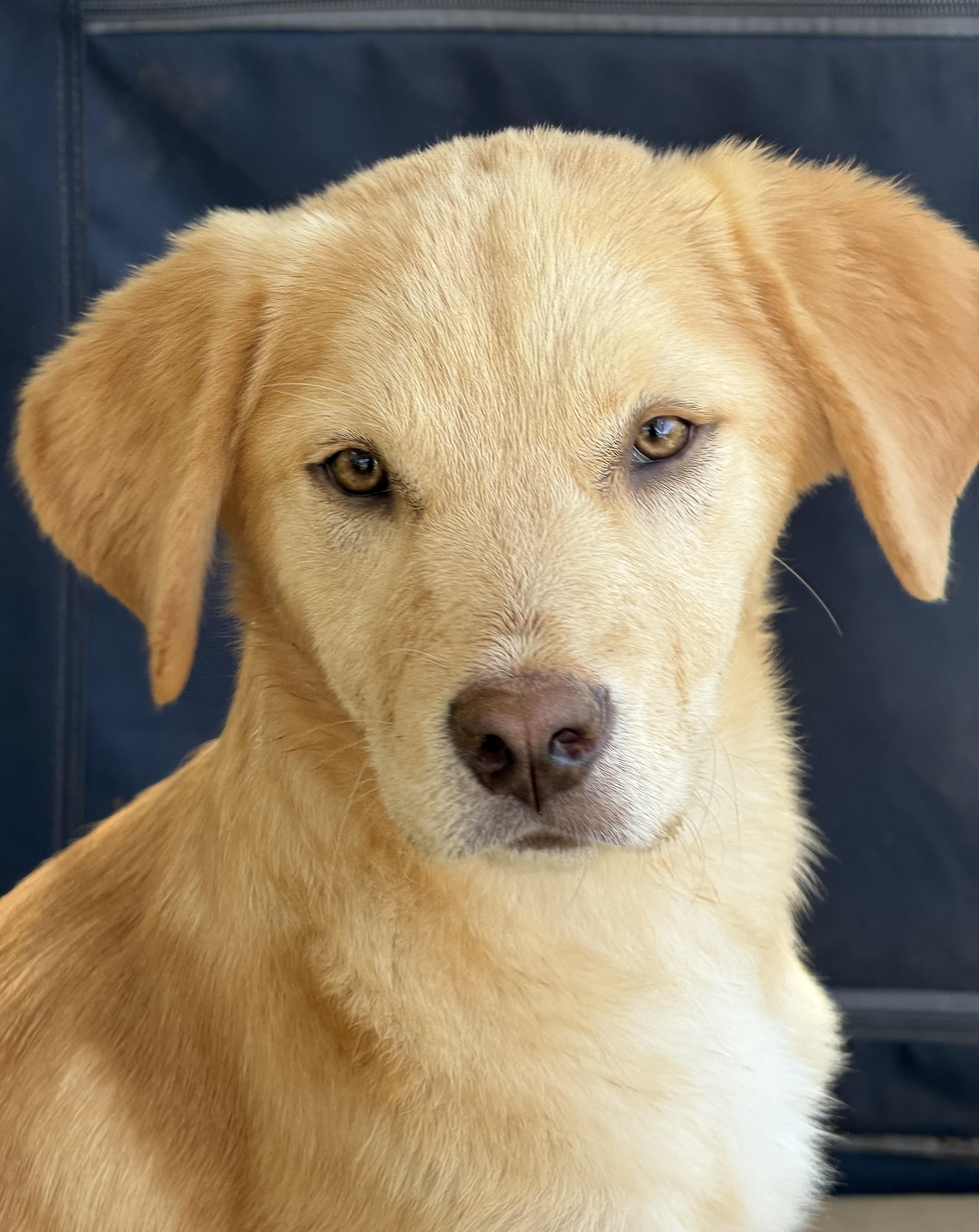 Glassie, an adopted mixed breed in San Diego, CA image 3/5