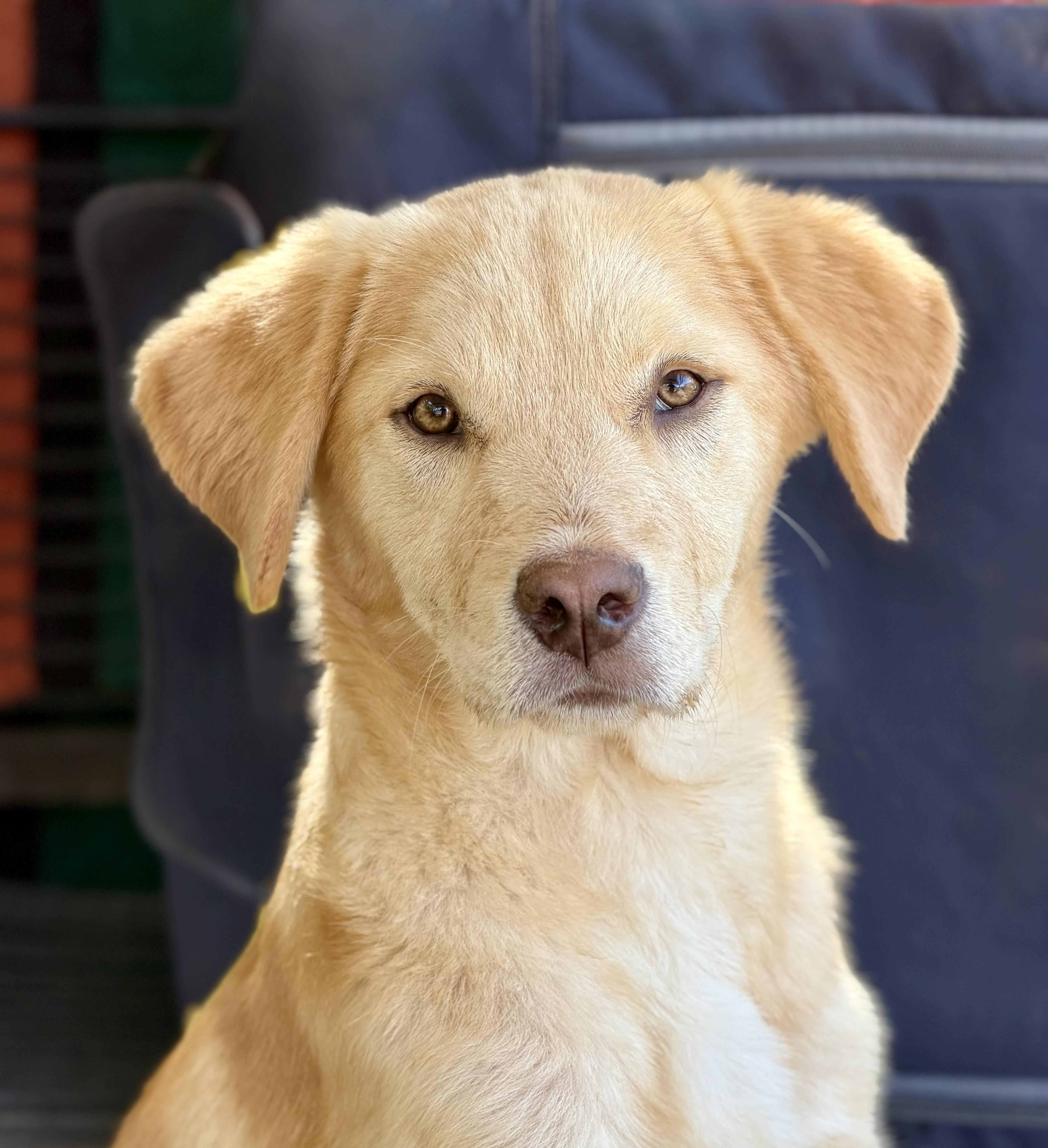 Glassie, an adopted mixed breed in San Diego, CA image 1/5
