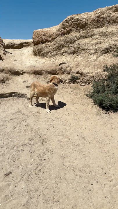 Enlarge Glassie, an adopted mixed breed in San Diego, CA video 5/5