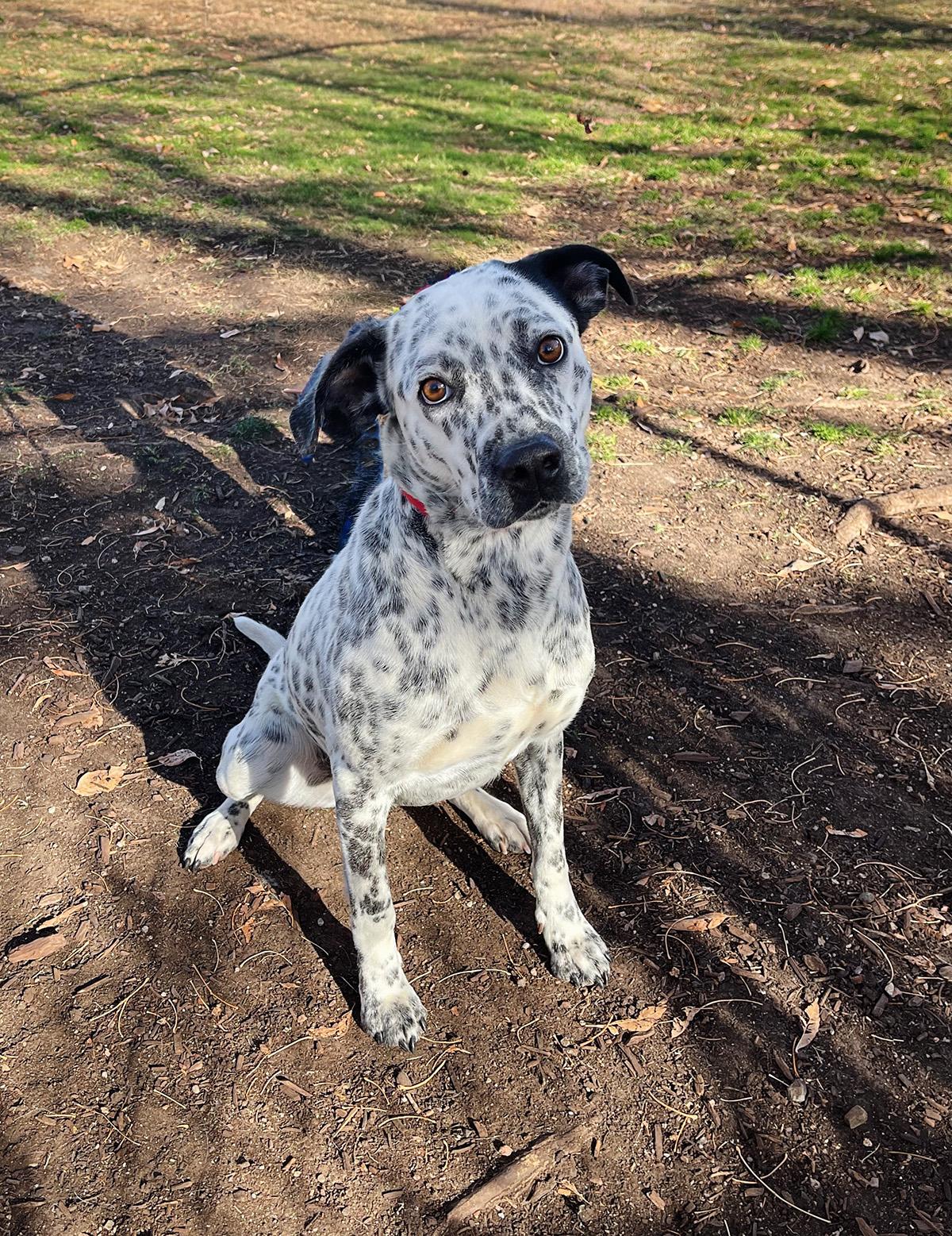 Pixie, ADOPTABLE, Young Female Dalmatian & Mixed Breed.