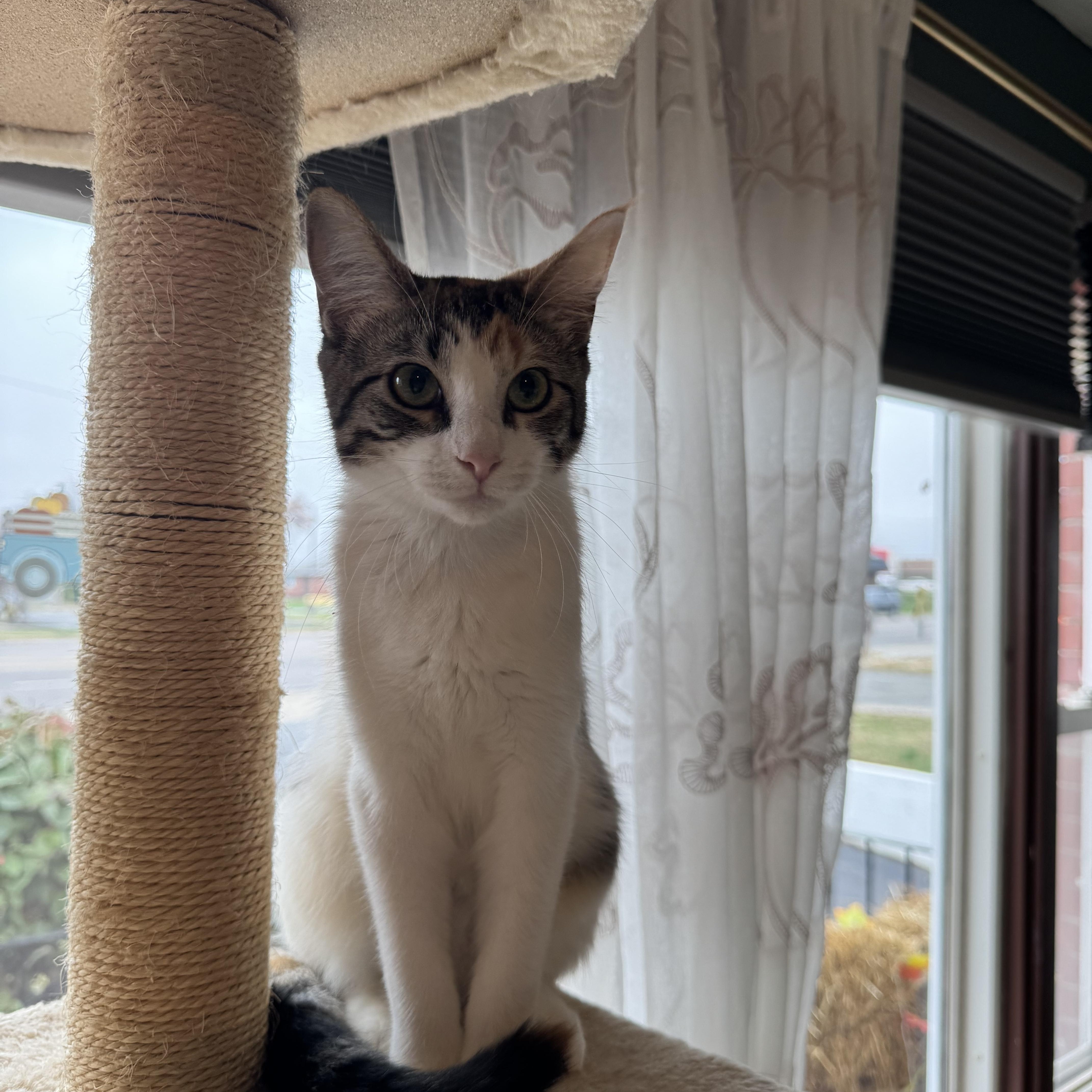 Enlarge Millie, a Adoptable mixed breed in Mount Vernon, IL image 6/6