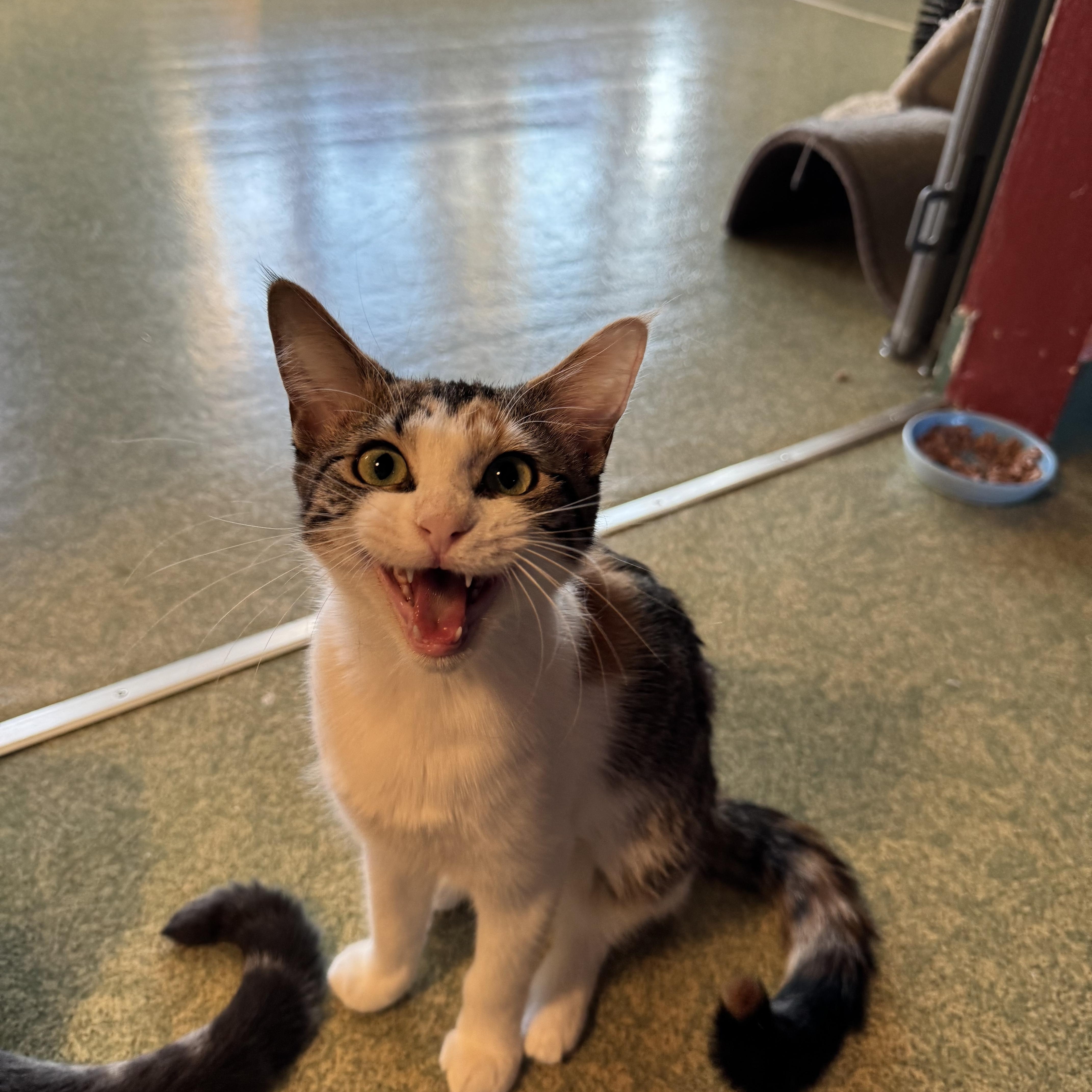 Enlarge Millie, a Adoptable mixed breed in Mount Vernon, IL image 3/6