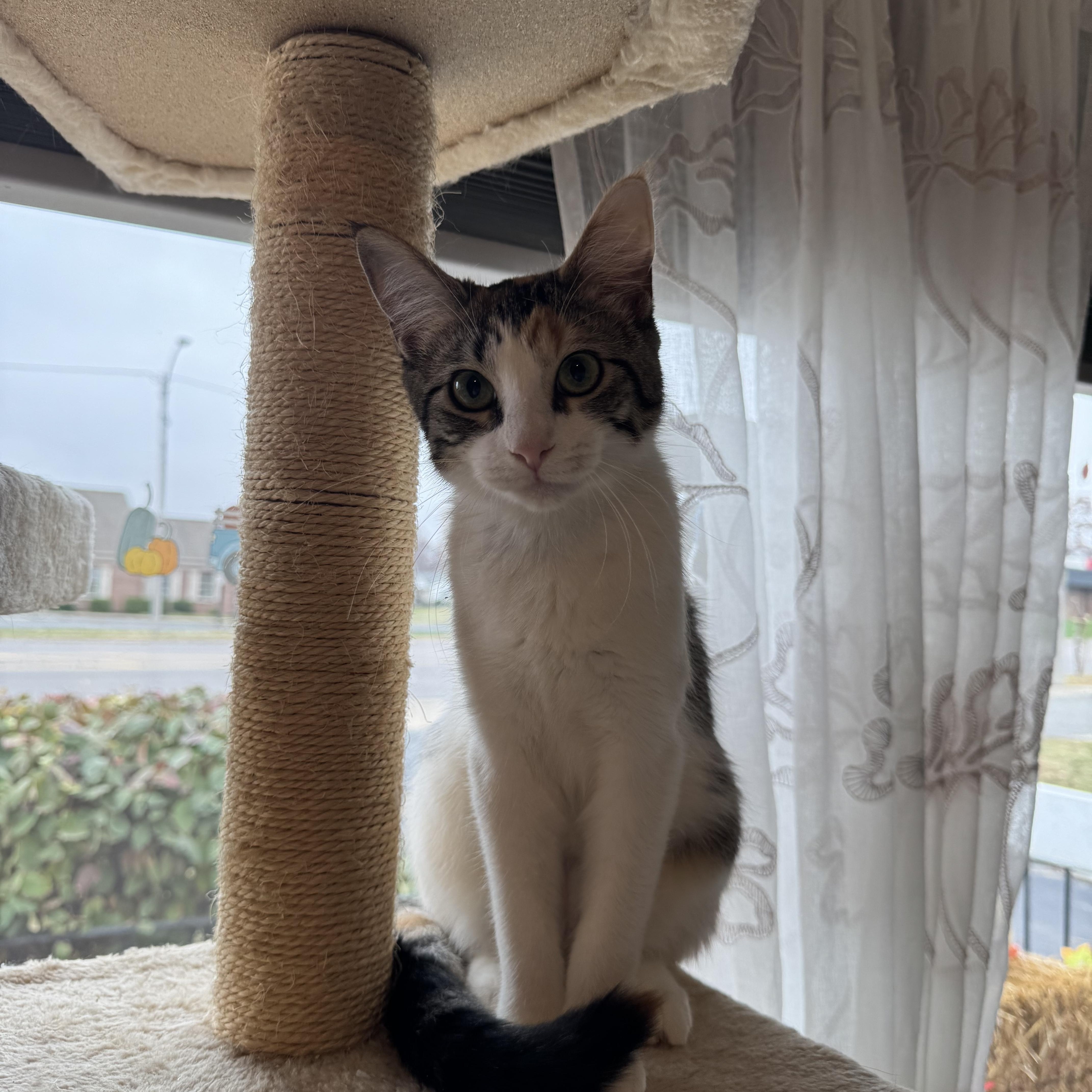 Enlarge Millie, a Adoptable mixed breed in Mount Vernon, IL image 2/6