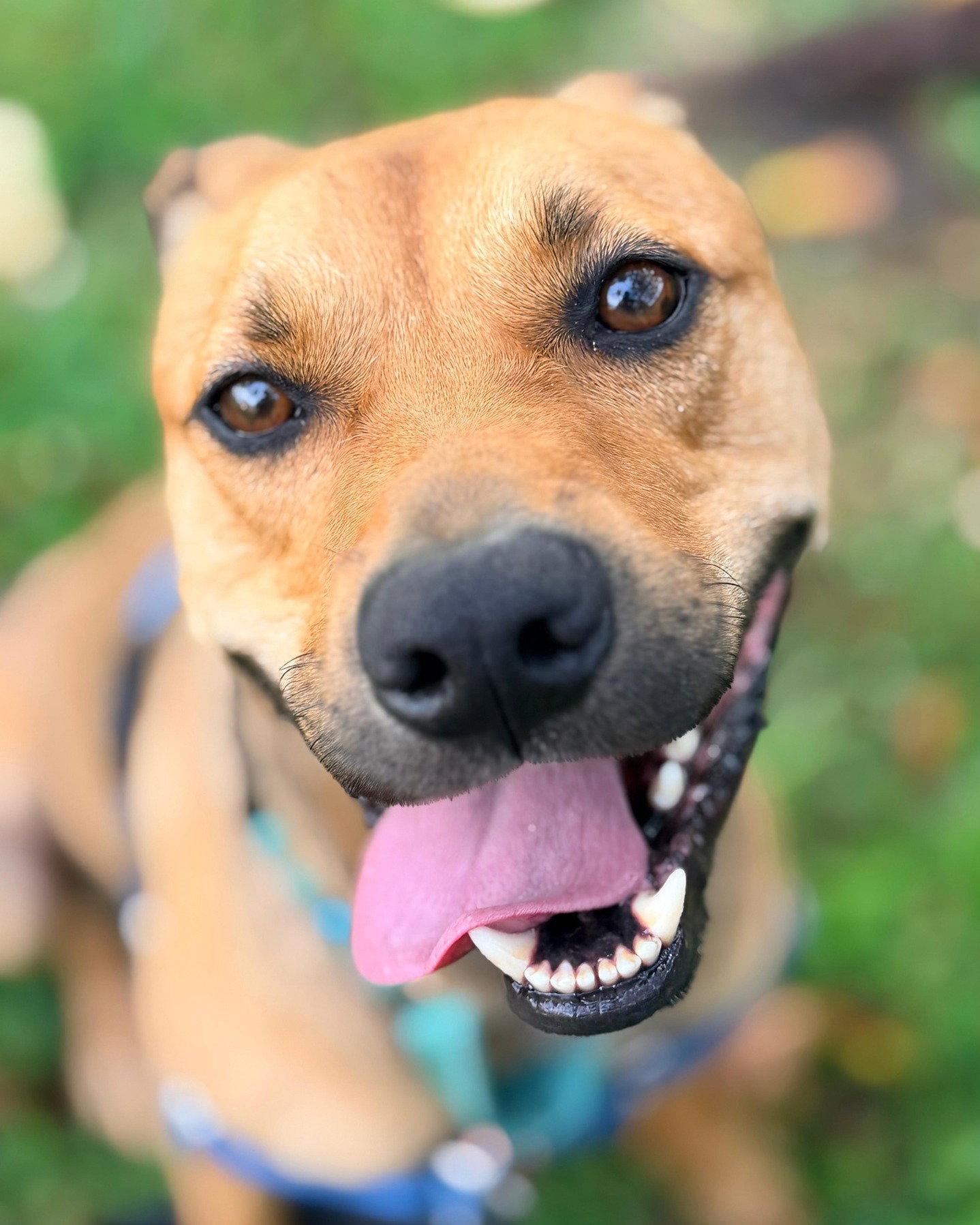 Charlie, Adoptable, Young Male Labrador Retriever.