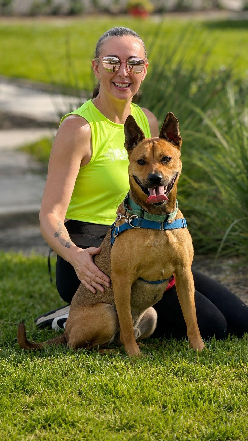Charlie, a Adoptable Labrador Retriever in Pompano Beach, FL image 2/3