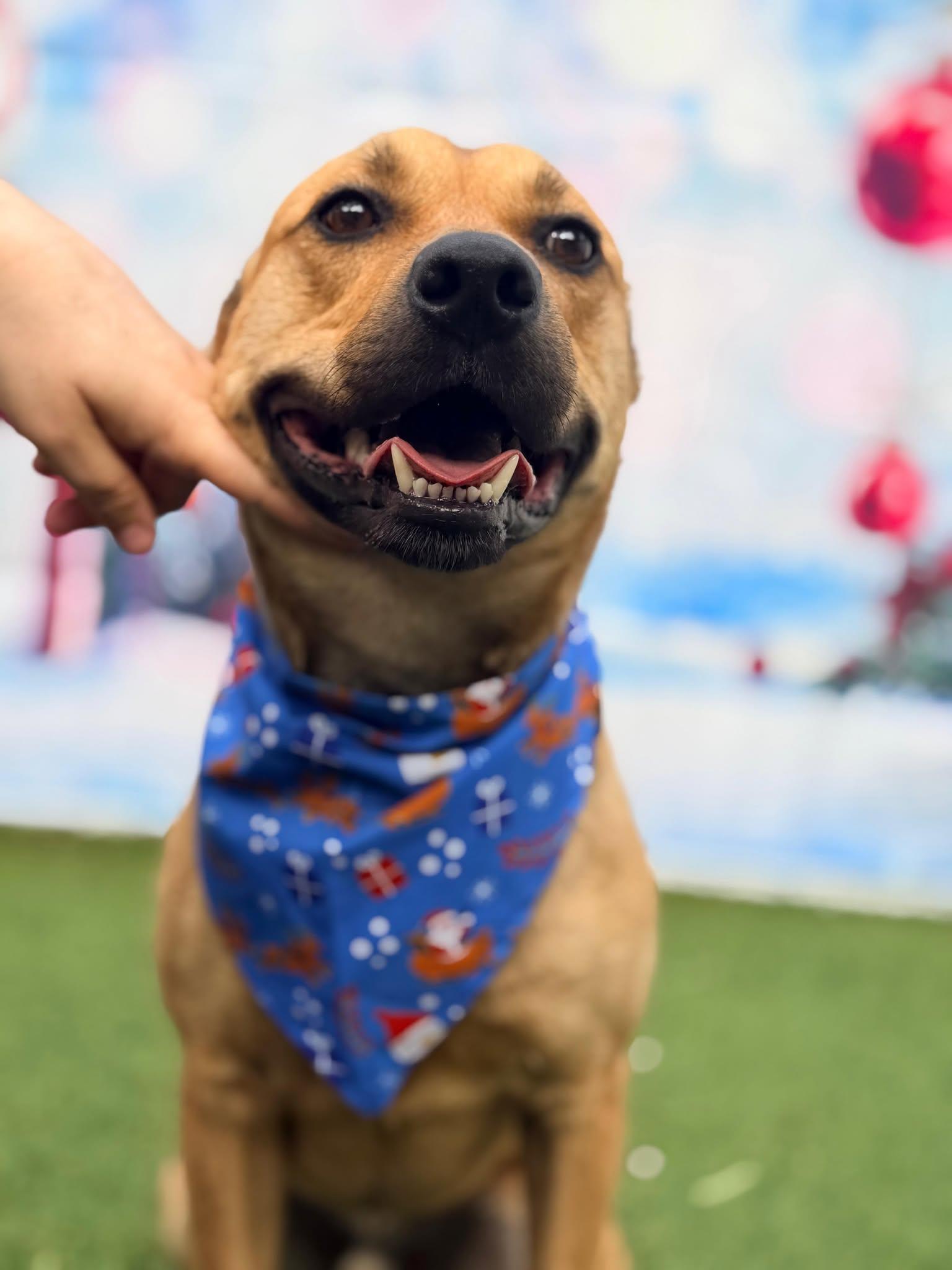 Charlie, a Adoptable Labrador Retriever in Pompano Beach, FL image 1/3