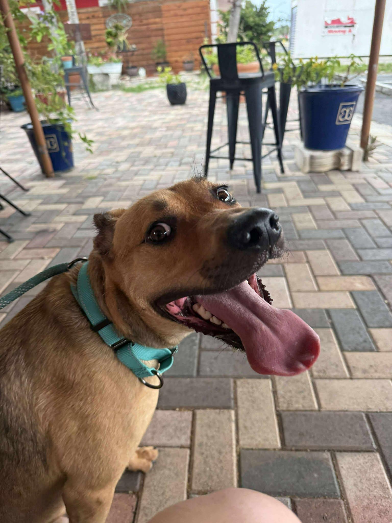 Charlie, Adoptable, Young Male Labrador Retriever.