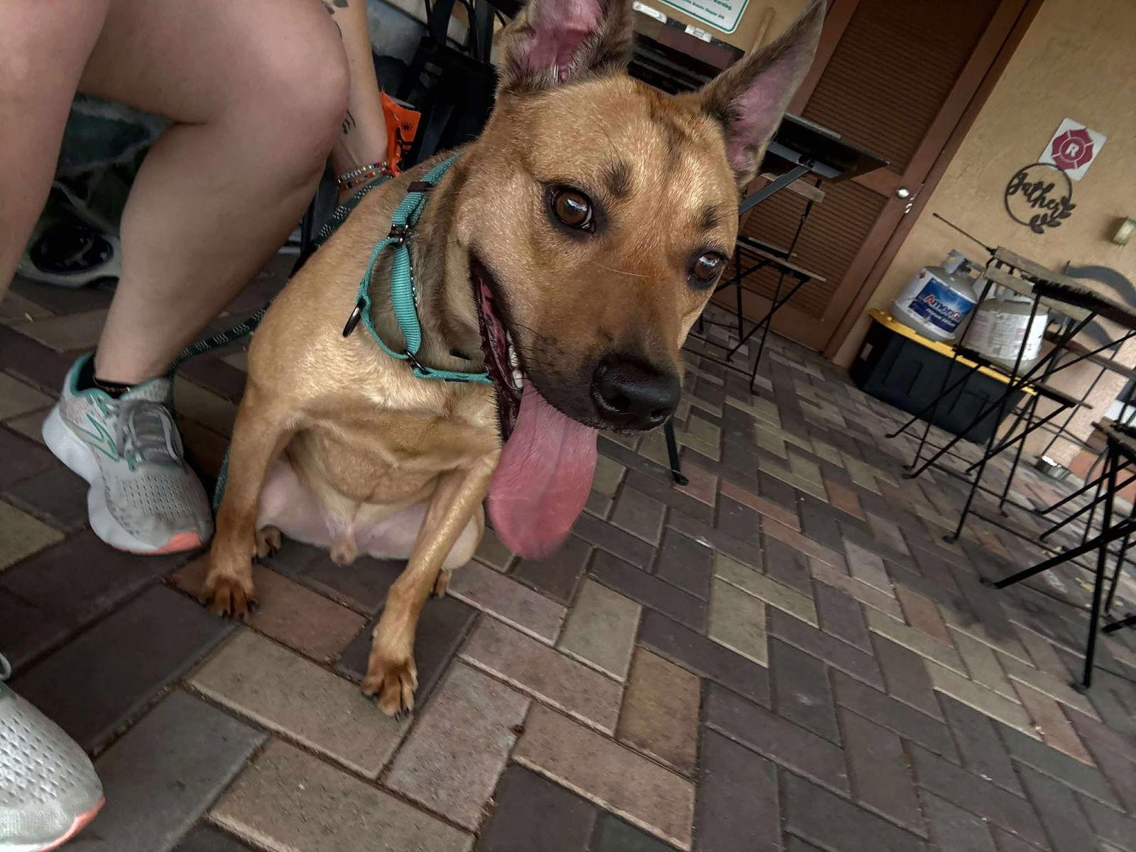 Charlie, Adoptable, Young Male Labrador Retriever.