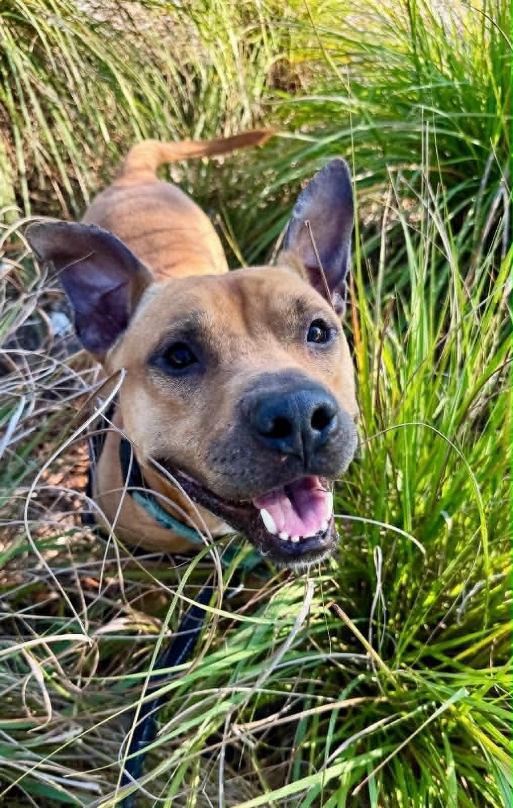 Charlie, a Adoptable Labrador Retriever in Pompano Beach, FL image 3/3