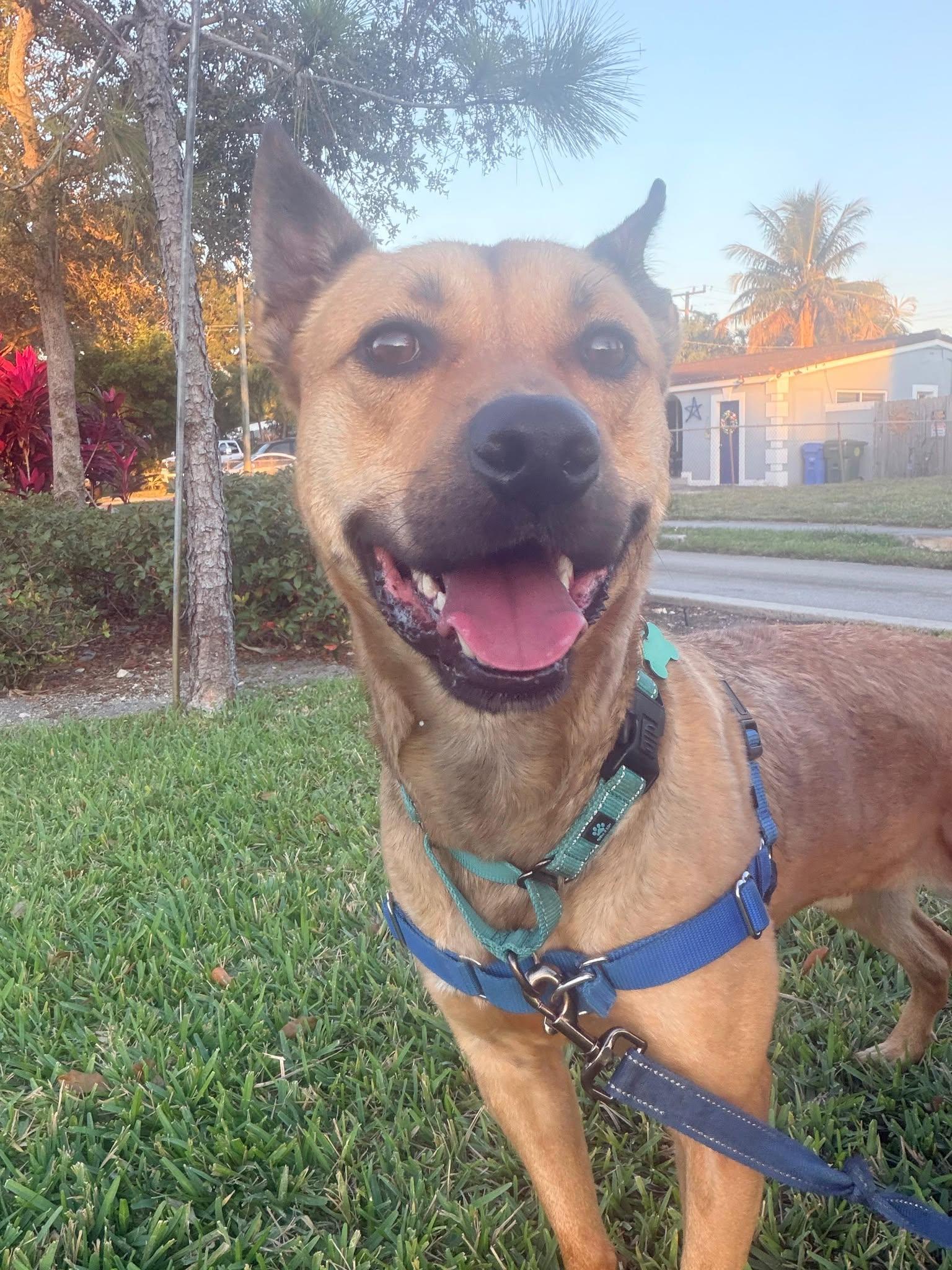 Charlie, a Adoptable Labrador Retriever in Pompano Beach, FL image 2/3