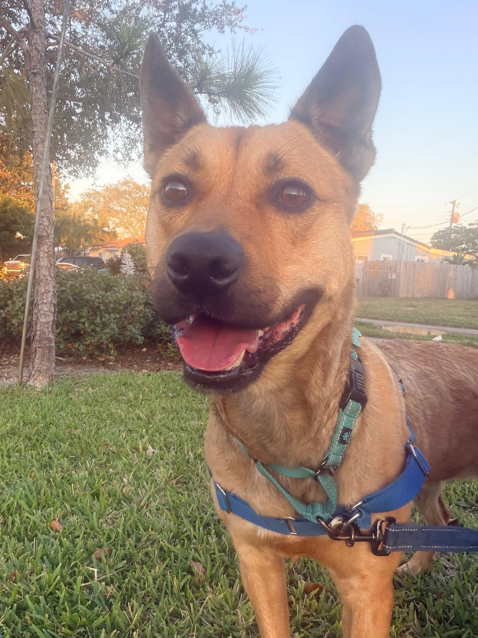 Charlie, a Adoptable Labrador Retriever in Pompano Beach, FL image 3/3