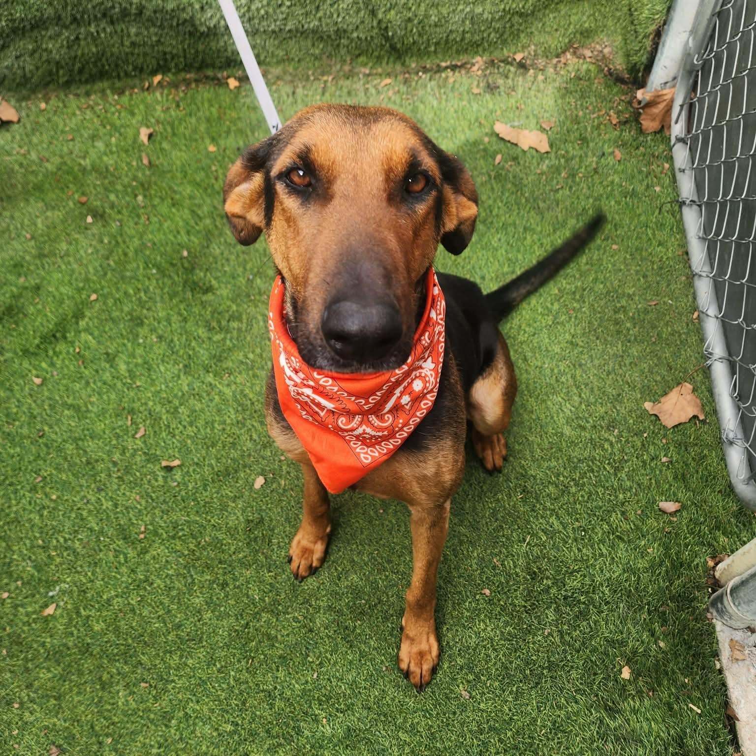 Star — thumbnail 4