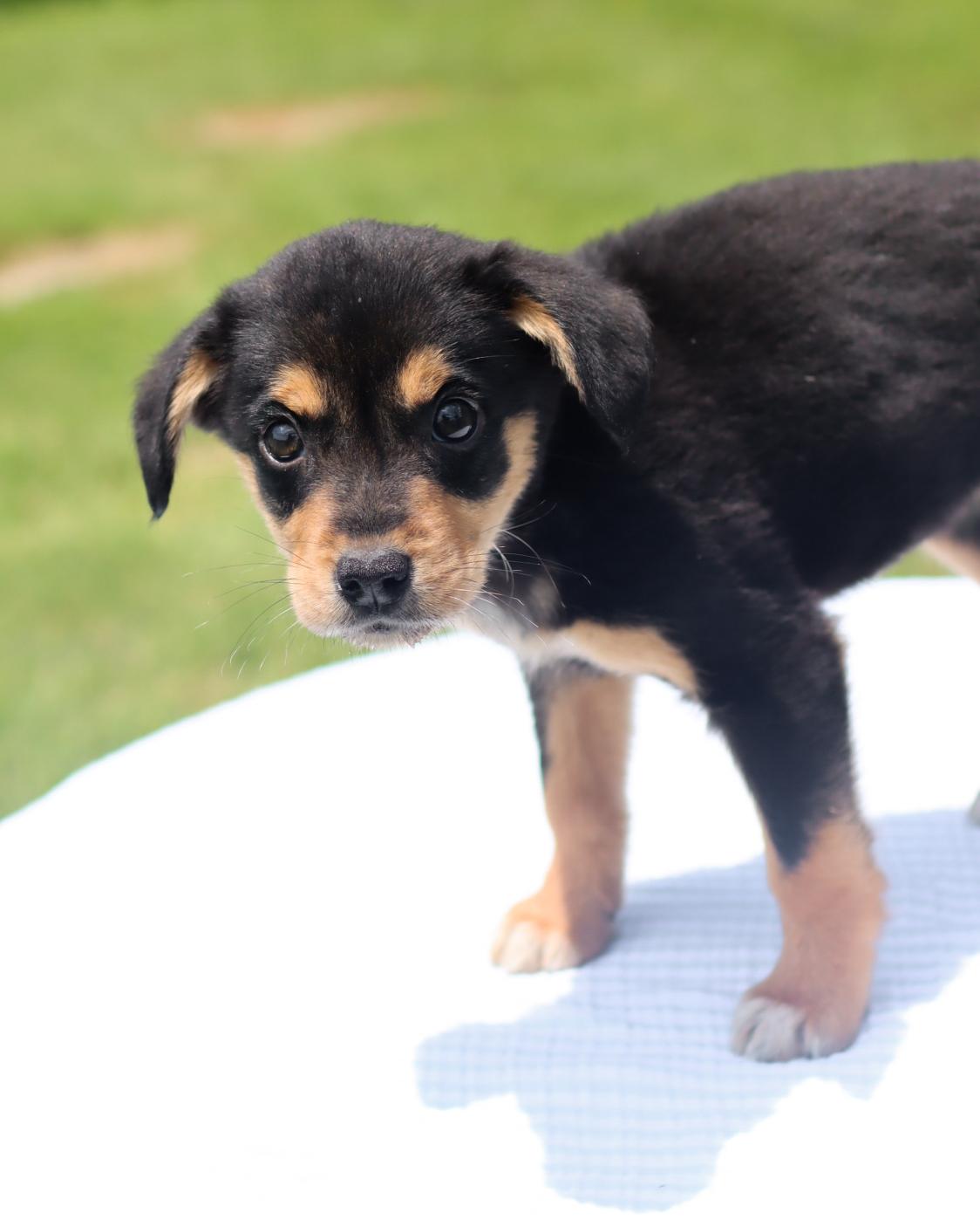Mia, Baby Female Beagle