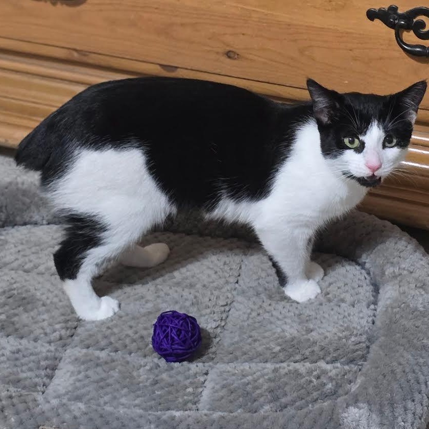 Enlarge Hershey, a Adoptable American Bobtail in Salem, NH image 5/6