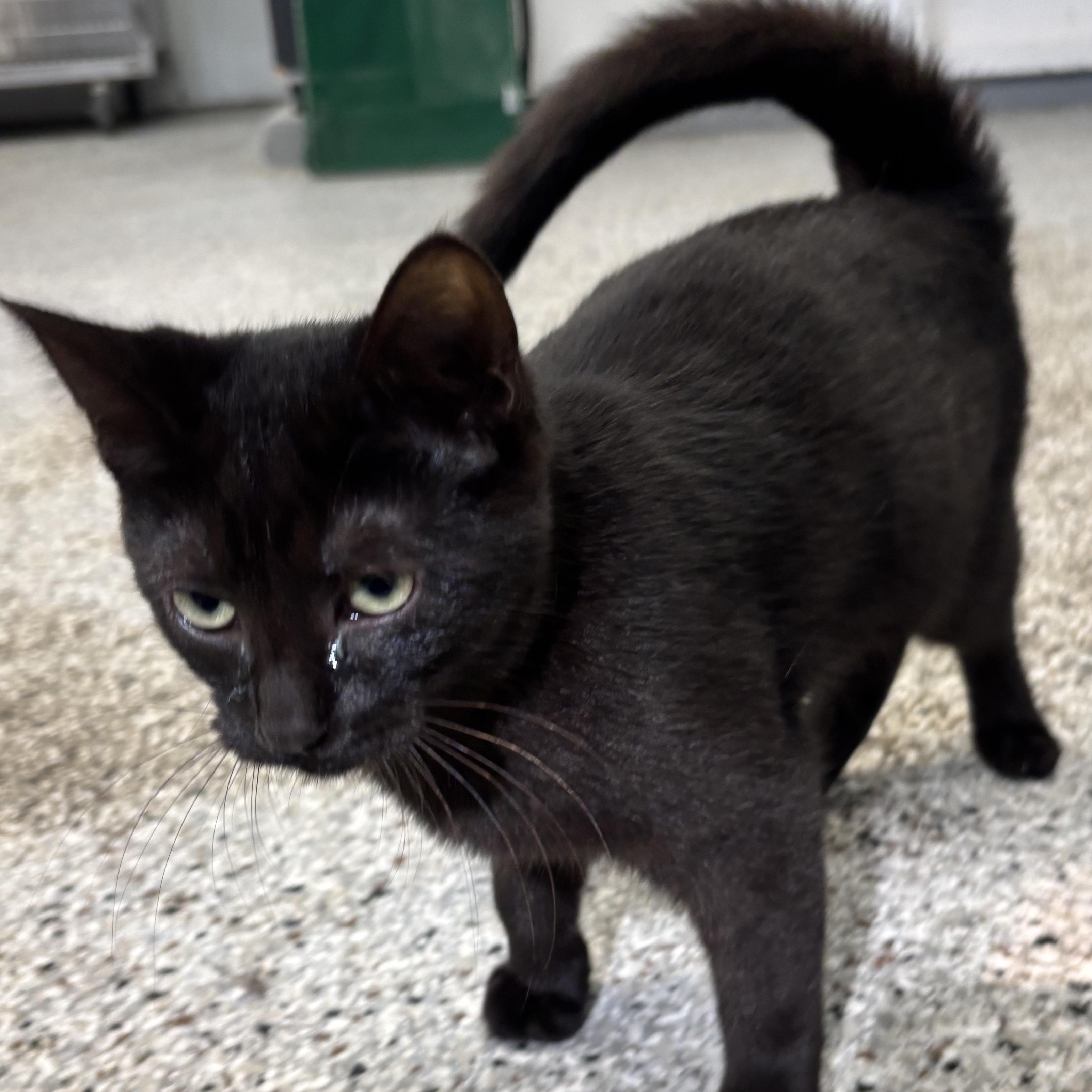 Enlarge Neptune, a Adoptable mixed breed in Mount Pleasant, MI image 1/1
