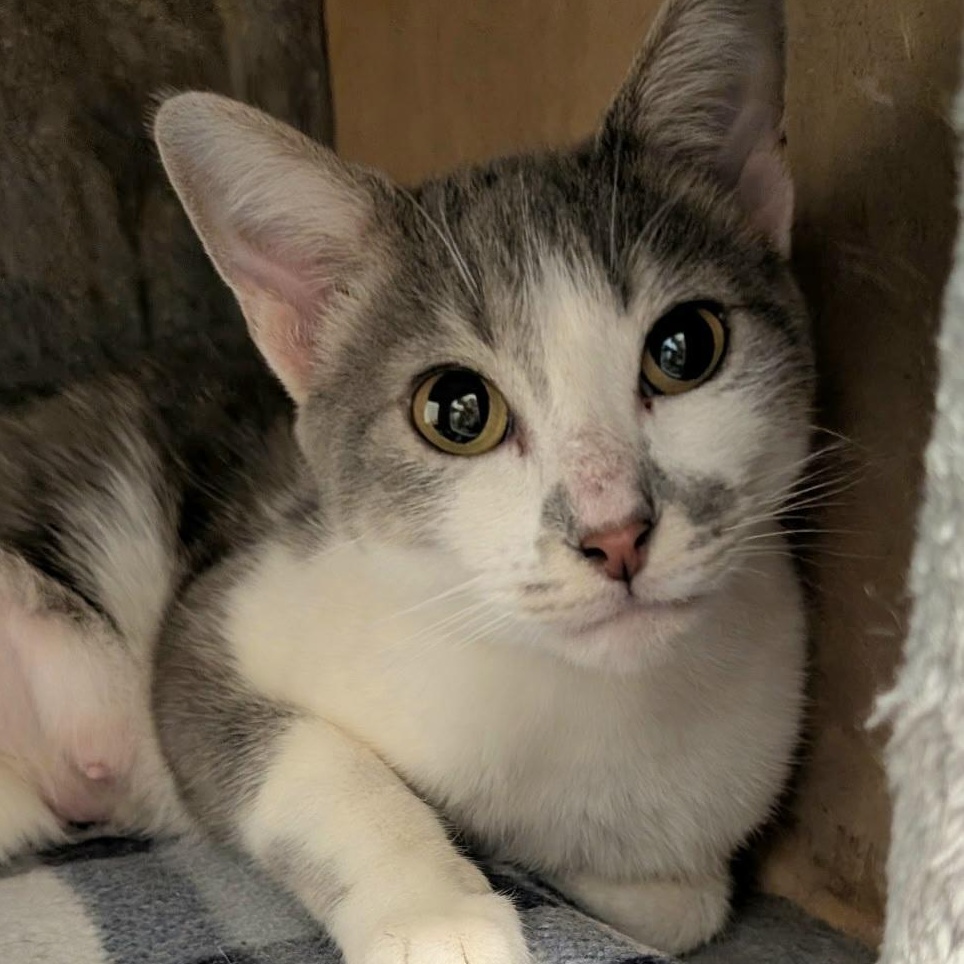 Enlarge Spencer, a Adoptable Domestic Short Hair in Waynesville, NC image 1/2