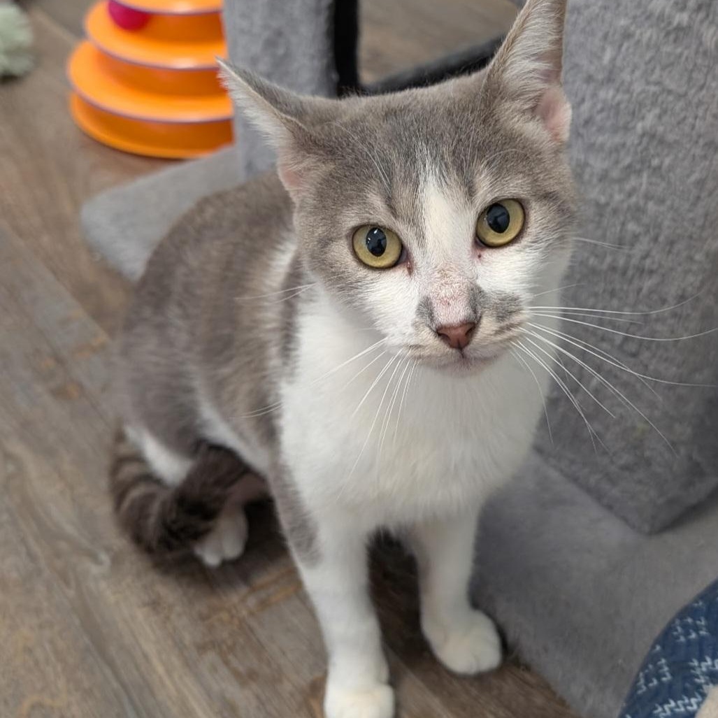 Enlarge Spencer, a Adoptable Domestic Short Hair in Waynesville, NC image 2/2