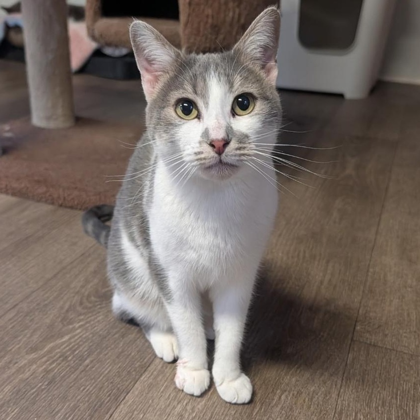 Spencer, Adoptable, Adult Female Domestic Short Hair.