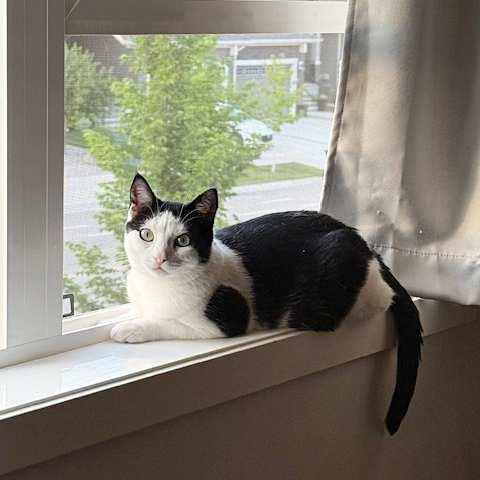 Pluto, an adoptable Domestic Short Hair in Calgary, AB, T2E 3Z7 | Photo Image 2