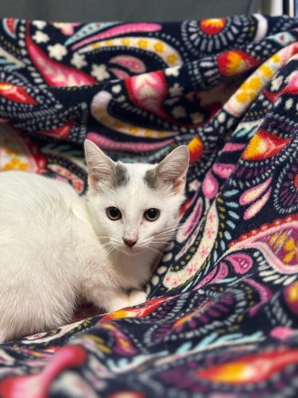 Milkshake, a Adoptable Domestic Short Hair in Evergreen, CO image 2/2