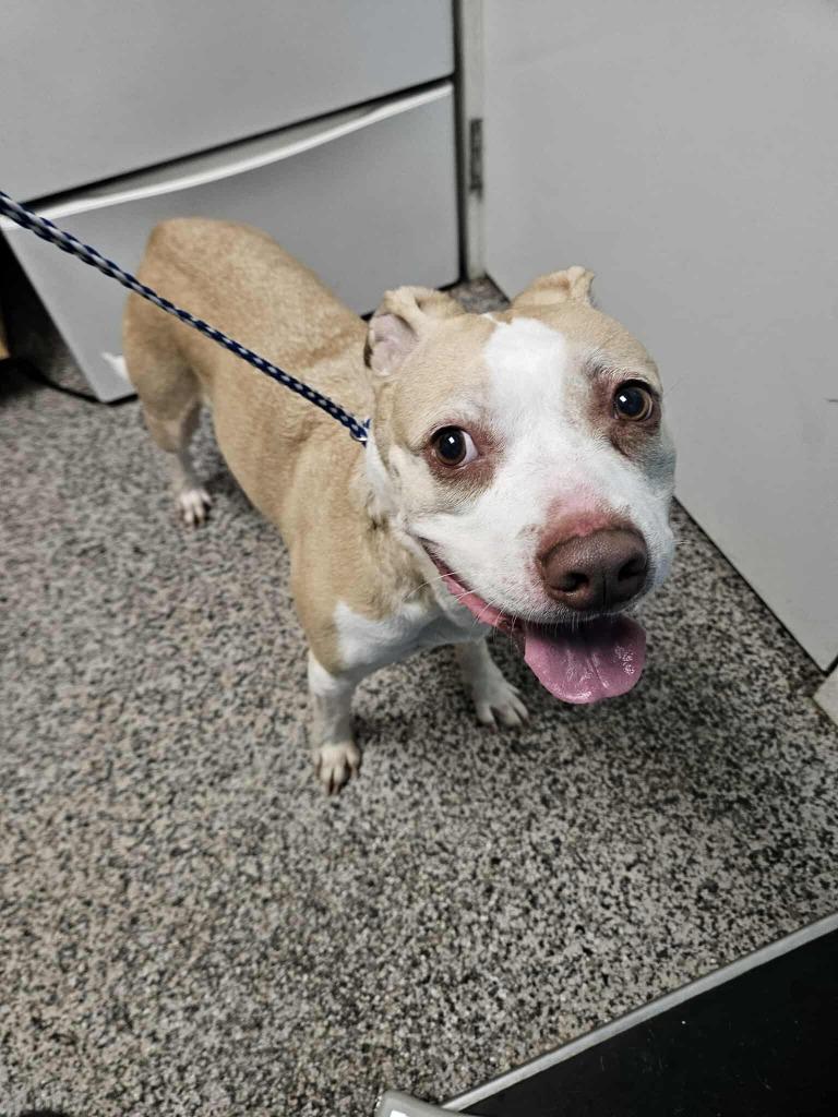 Miles, a Adoptable mixed breed in Kendallville, IN image 2/3