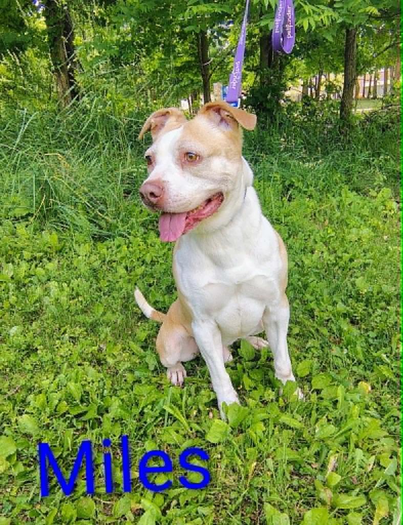 Enlarge Miles, a Adoptable mixed breed in Kendallville, IN image 3/4