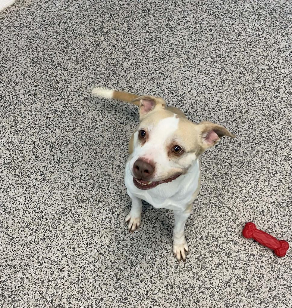 Miles, a Adoptable mixed breed in Kendallville, IN image 3/3