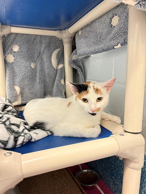 ALICE, Adoptable, Young Female Domestic Short Hair.