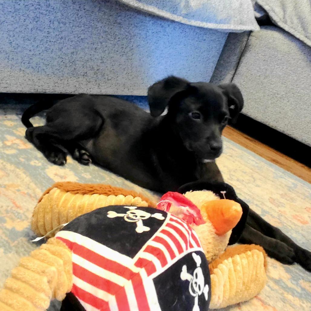 Pebbles, Adoptable, Puppy Female Mixed Breed.