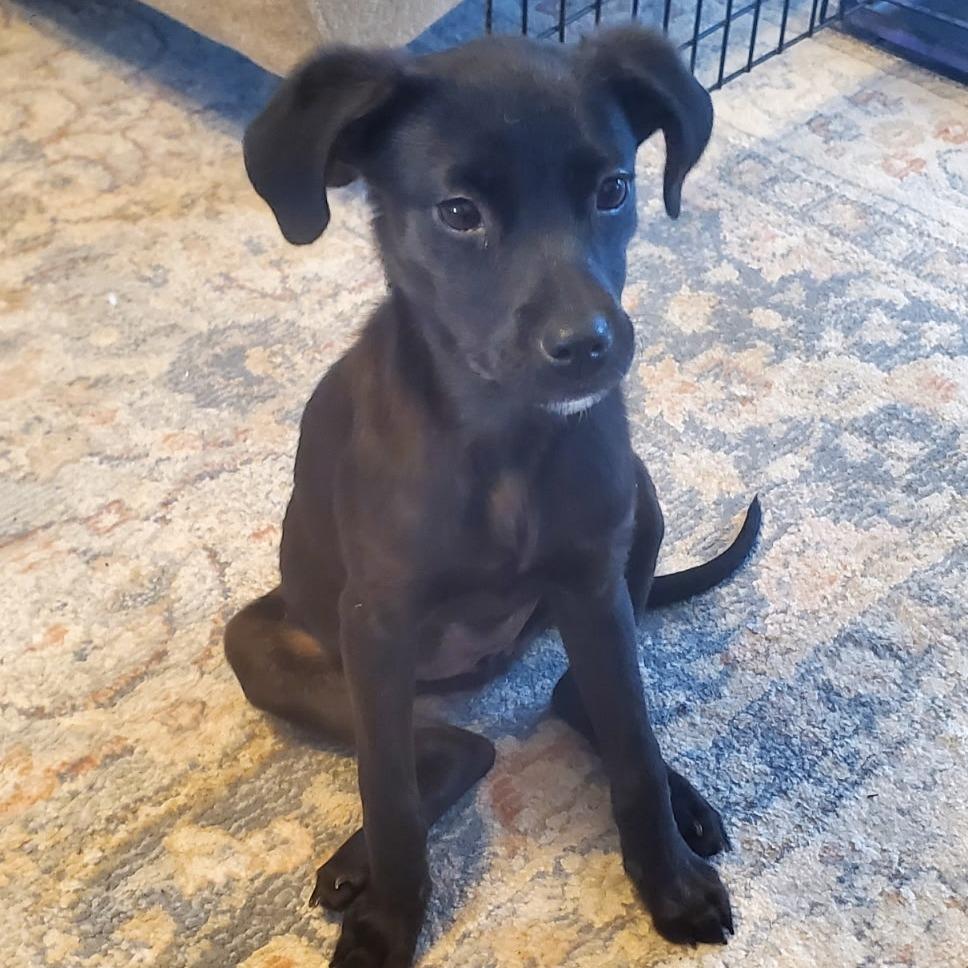 Enlarge Pebbles, a Adoptable Mixed Breed in Jacksonville Beach, FL image 3/4