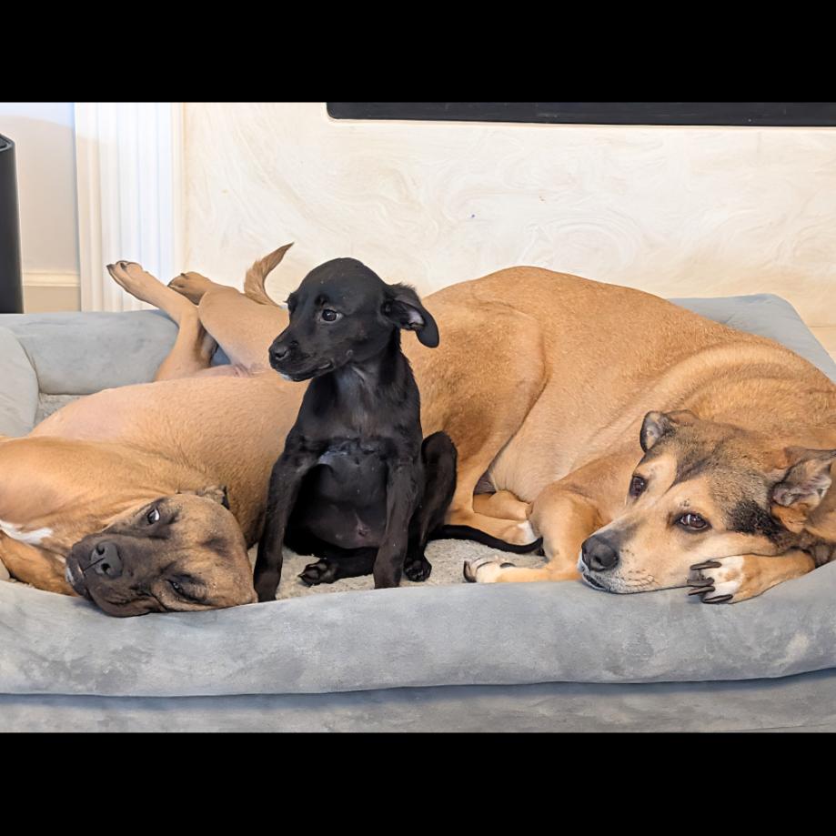 Enlarge Pebbles, a Adoptable Mixed Breed in Jacksonville Beach, FL image 4/4