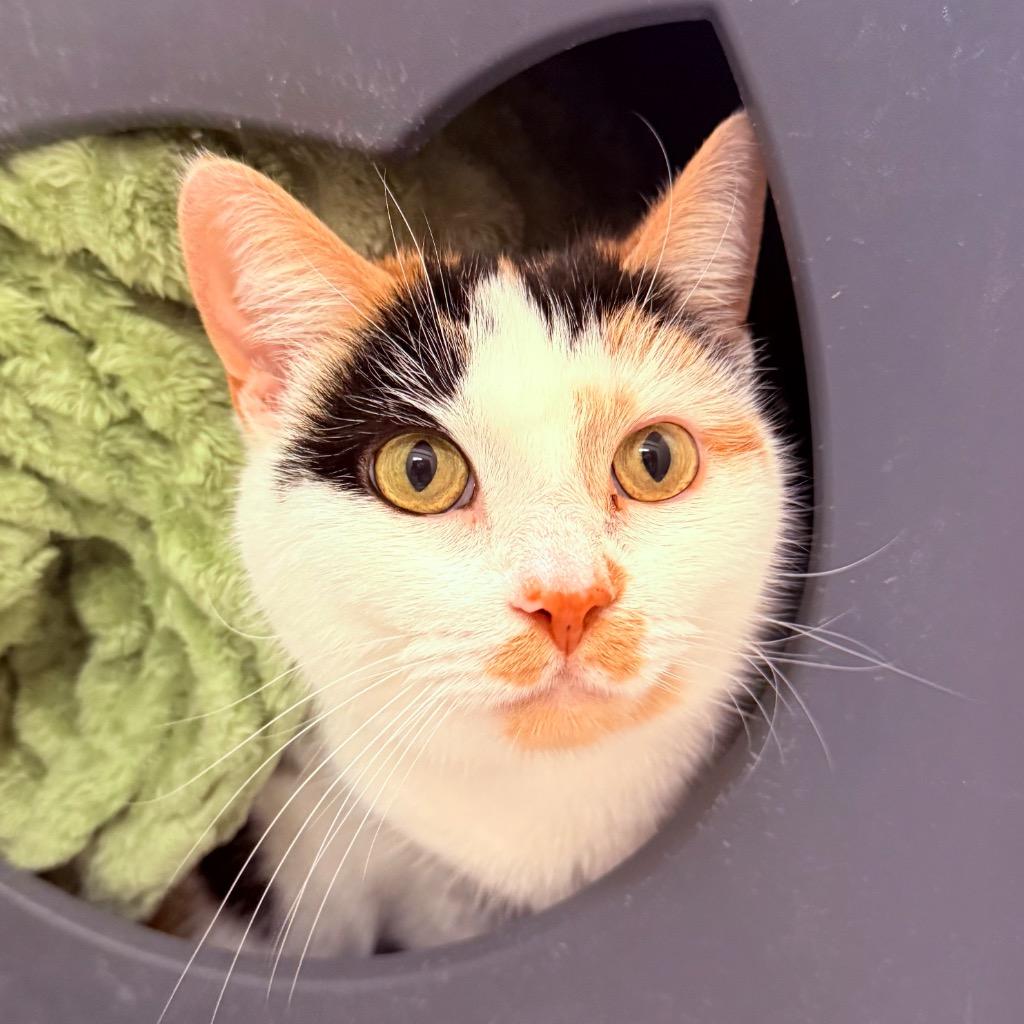 Girl, Adoptable, Adult Female Domestic Medium Hair.