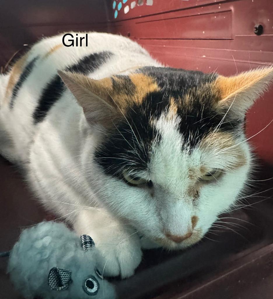 Girl, a Adoptable mixed breed in Utica, MI image 2/2