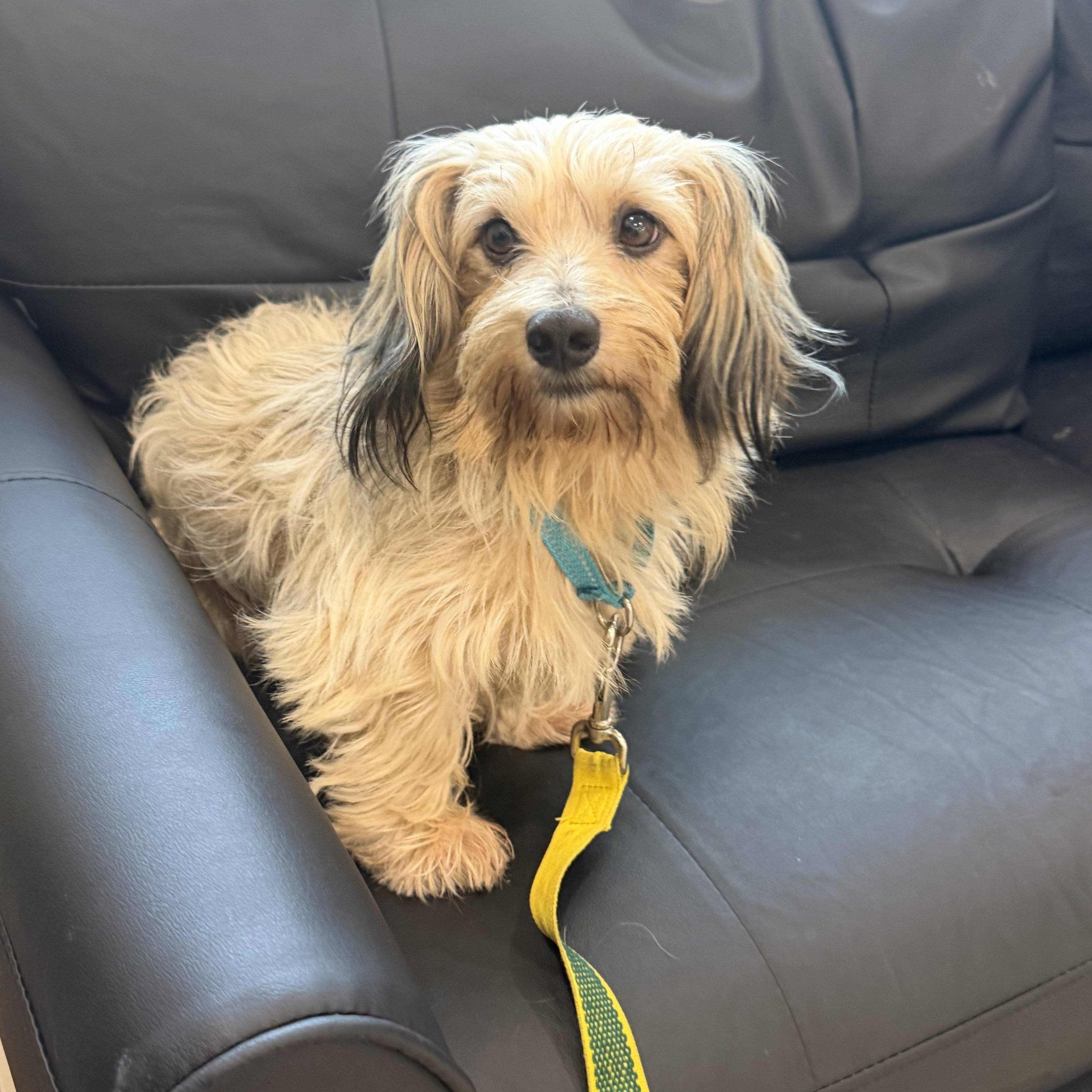Sunny, a ADOPTABLE mixed breed in Palm Coast, FL image 2/3
