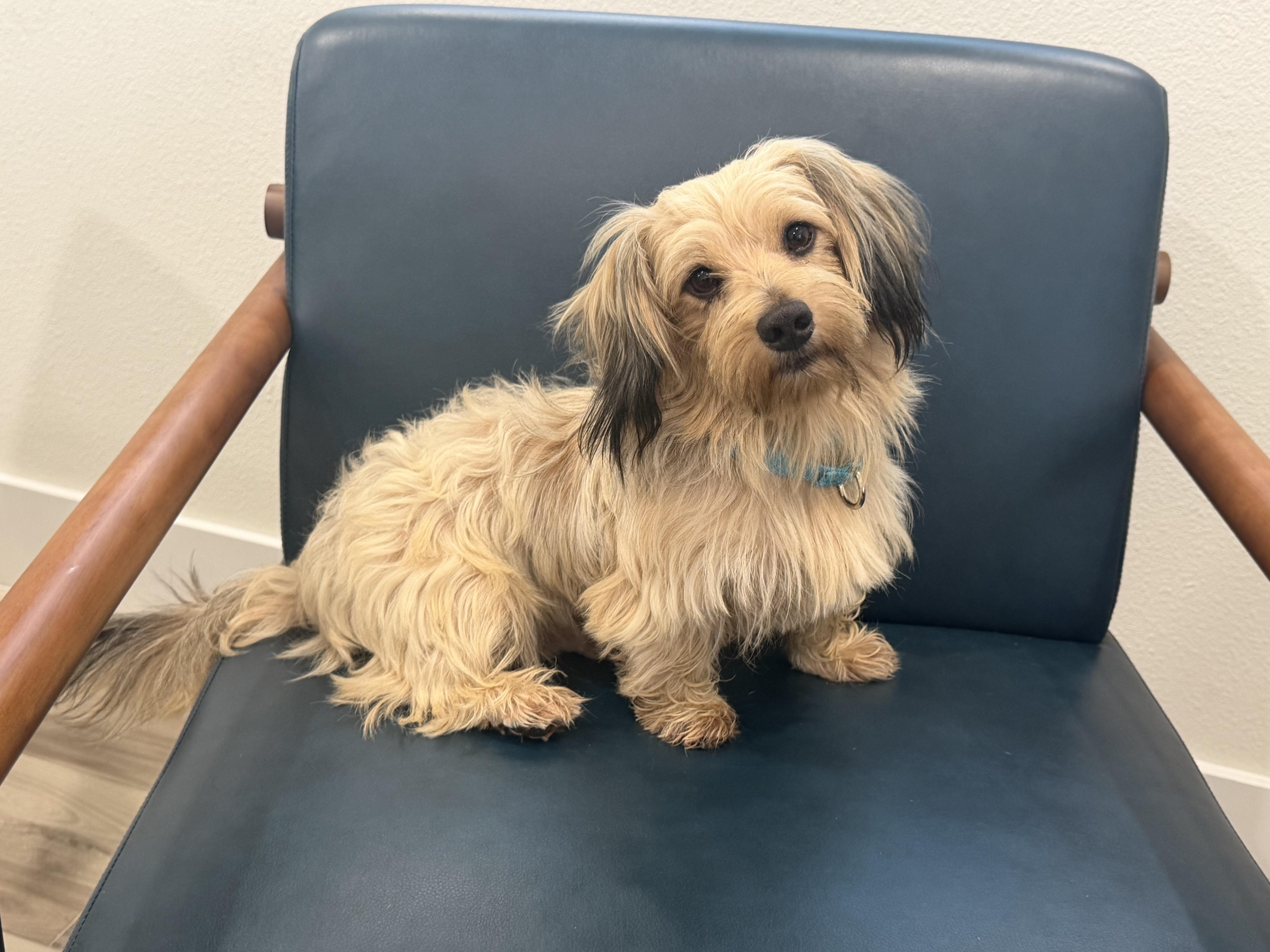 Sunny, a ADOPTABLE mixed breed in Palm Coast, FL image 3/3
