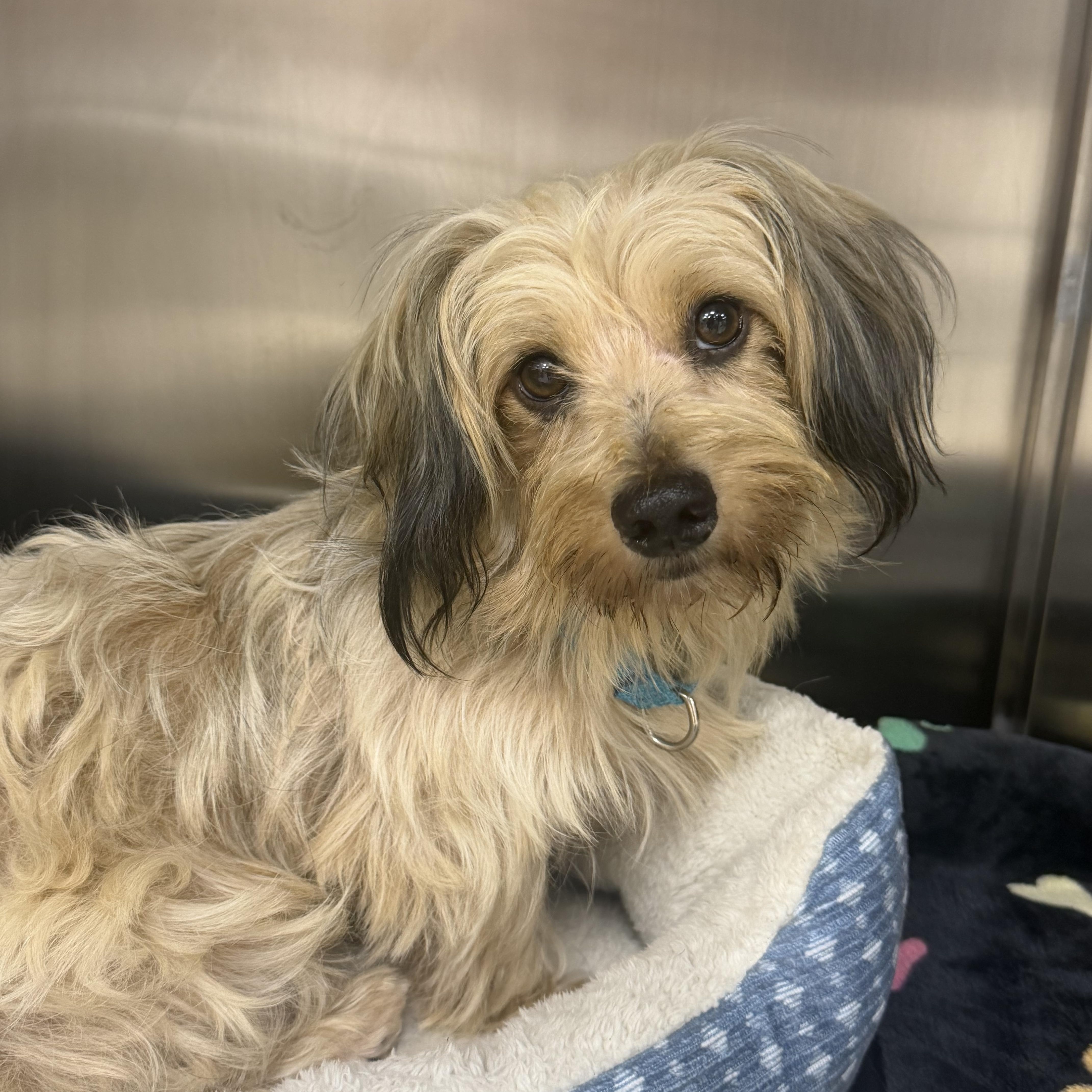 Sunny, ADOPTABLE, Young Male Yorkshire Terrier.