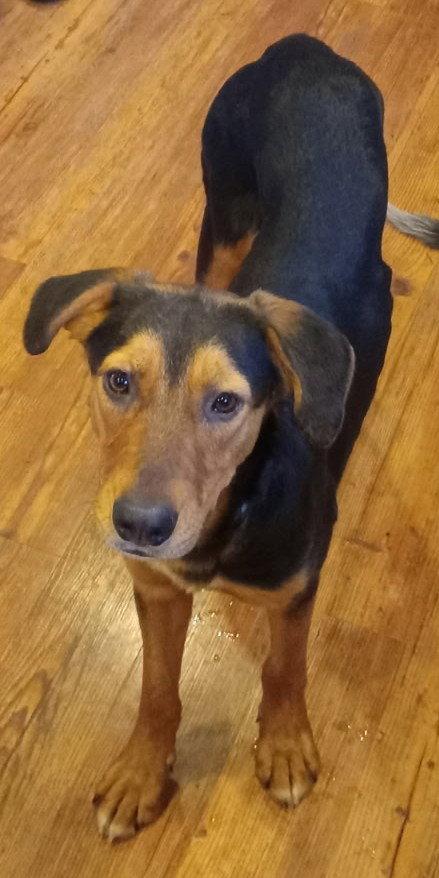 Amber Lynn #1, Adopted, Young Female German Shepherd Dog.