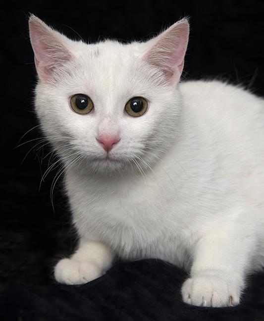 Ariel, a ADOPTABLE Domestic Short Hair in Chicago, IL image 1/4