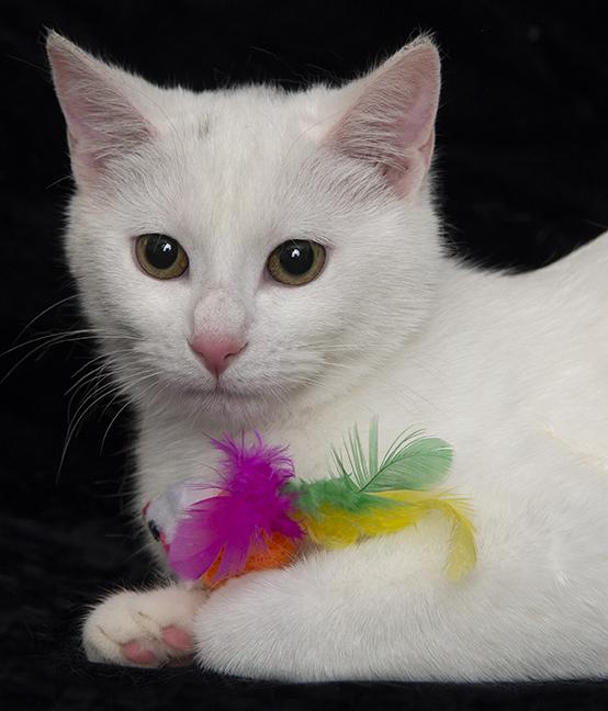 Ariel, a ADOPTABLE Domestic Short Hair in Chicago, IL image 4/4