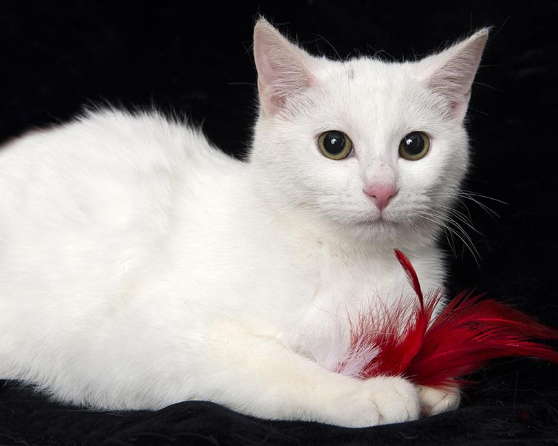 Ariel, a ADOPTABLE Domestic Short Hair in Chicago, IL image 2/4