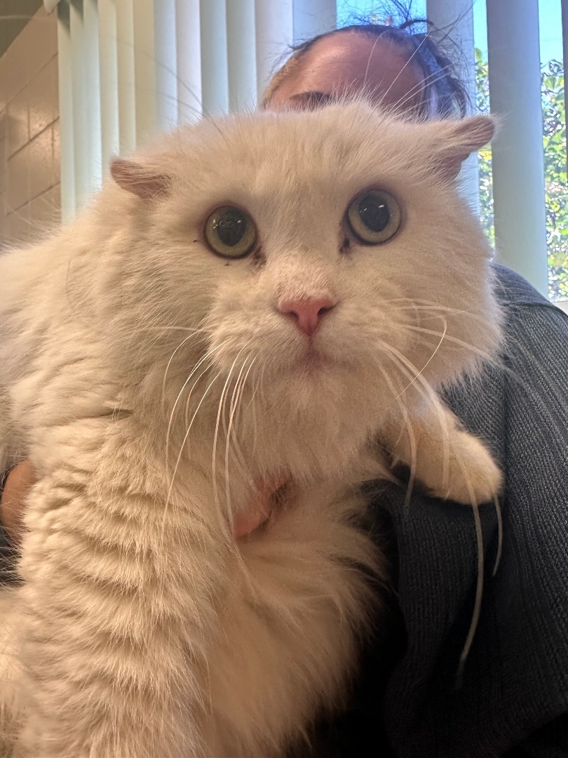 Caviar, adoptable, Senior Male Domestic Long Hair.