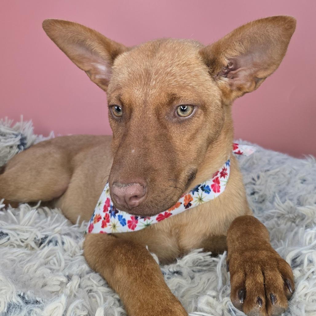 Copper, Adoptable, Young Male Shepherd & Labrador Retriever.