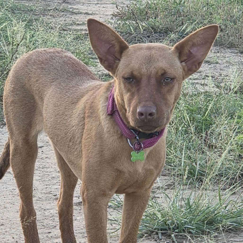 Copper, a Adoptable mixed breed in San Antonio, TX image 1/6