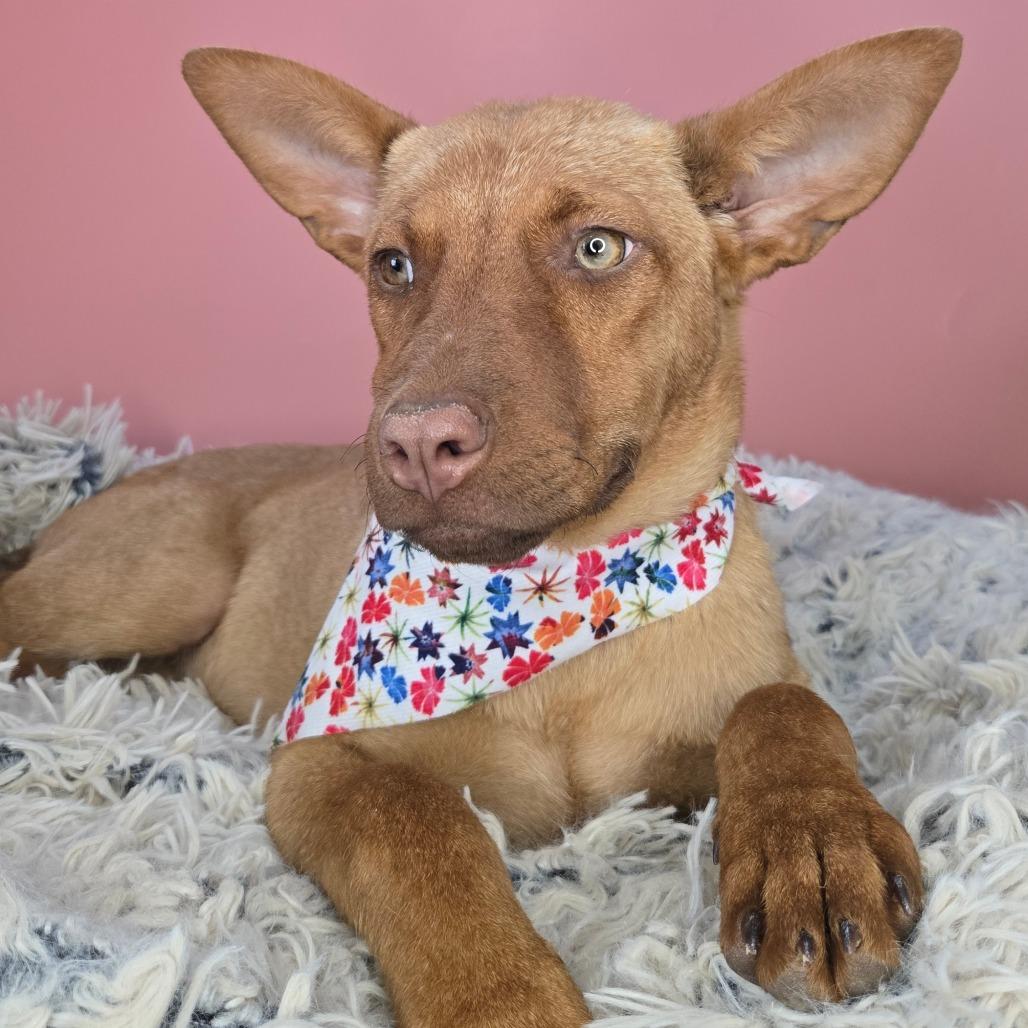 Copper, a Adoptable mixed breed in San Antonio, TX image 2/6