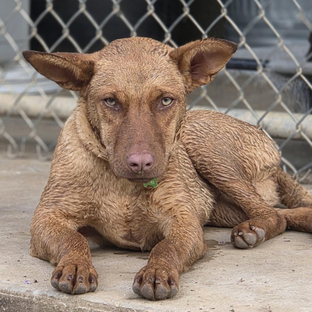 Copper, a Adoptable mixed breed in San Antonio, TX image 3/6