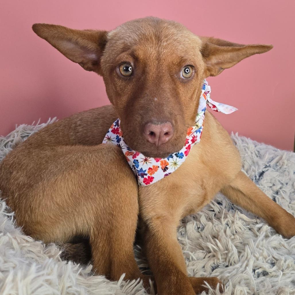 Copper, a Adoptable mixed breed in San Antonio, TX image 3/6