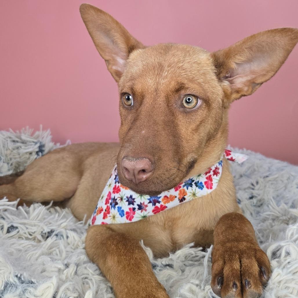 Copper, a Adoptable mixed breed in San Antonio, TX image 4/6