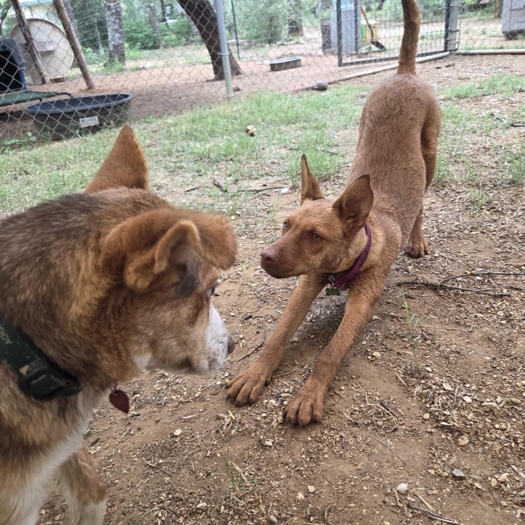 Copper, a Adoptable mixed breed in San Antonio, TX image 4/6