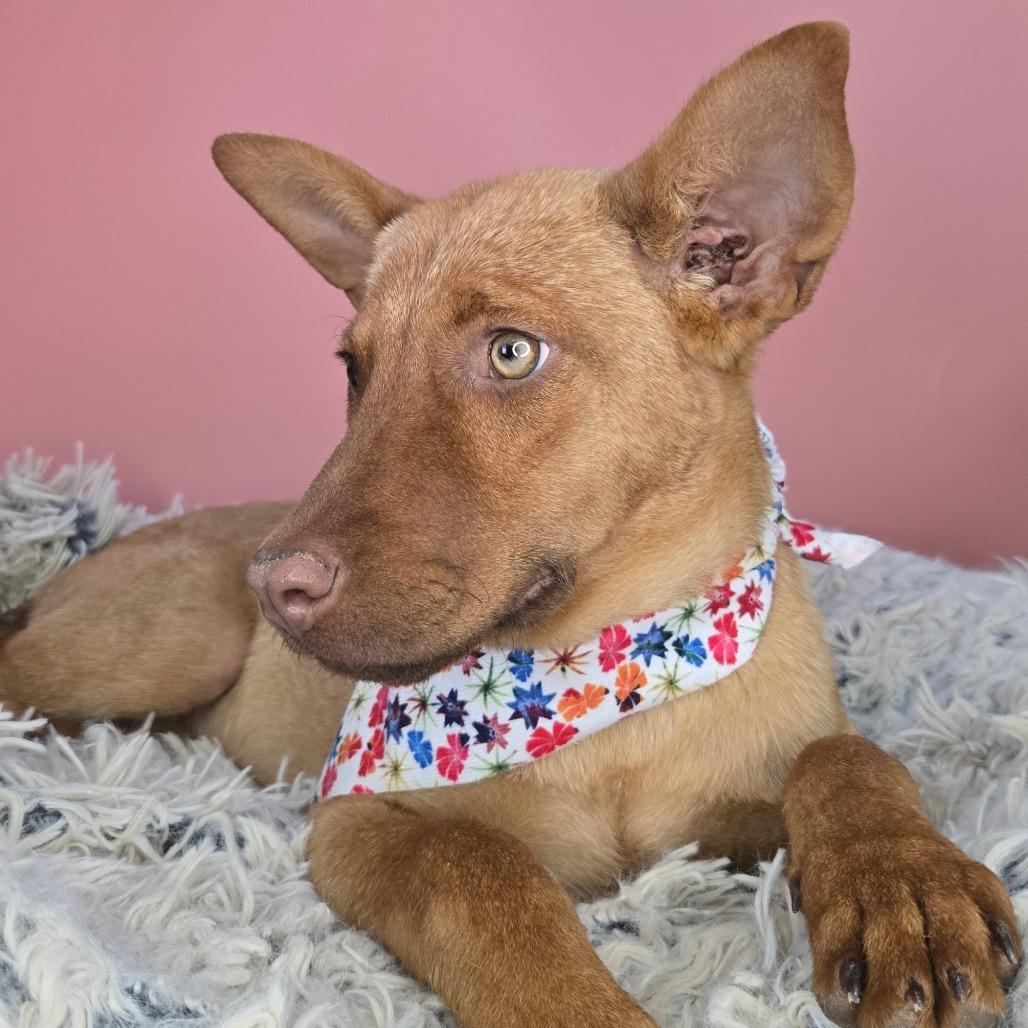 Copper, a Adoptable mixed breed in San Antonio, TX image 5/6