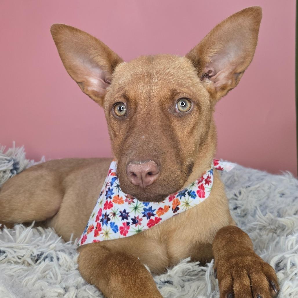 Copper, a Adoptable mixed breed in San Antonio, TX image 6/6